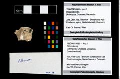 Foto (Objekt + Etikett) von Pithonoton sp.  (NHMW-GEO-1990-0041-4685)